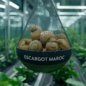 Escargots Vivants (1kg)